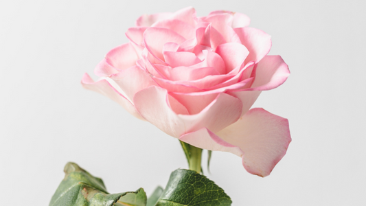 THERE'S ALWAYS ROOM FOR ROSE.